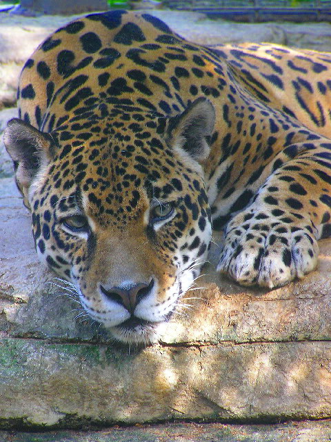 to the San Antonio Zoo.